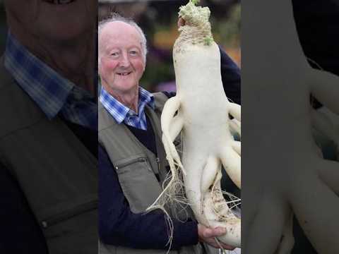 Have You Ever Seen Vegetables This BIG?!