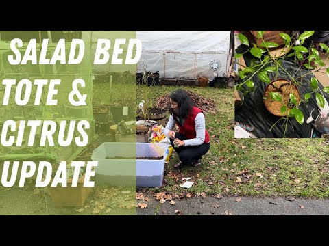 Salad Bed Tote & Update on “Grandpa” Lime | WA Zone 8b | Garden Vlog #7