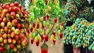 a new technique of growing apple-mango hybrid fruit trees.-growing fruits