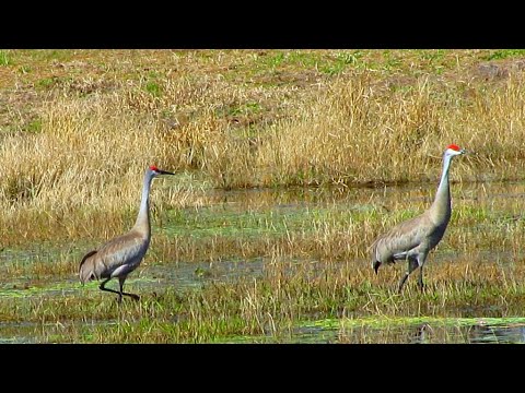 Sandhill Crane Project BC Ranch