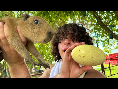 How To Find Capybara Eggs (dangerous)