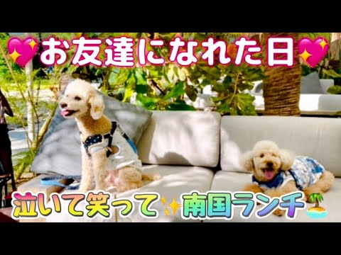 2023秋✨宮崎&鹿児島の旅⑤【お友達になれた日💖🐶🐶】泣いて笑って✨南国ランチ🏝️    #青島神社 #カフェ #堀切峠 #トトロ #道の駅フェニックス