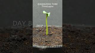 Growing Watermelon From Seed