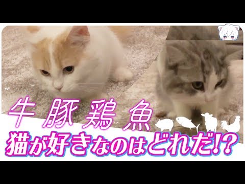 I Investigated What Kind Of Meat Cats Like The Most!!【Iroha The Kitten #3】