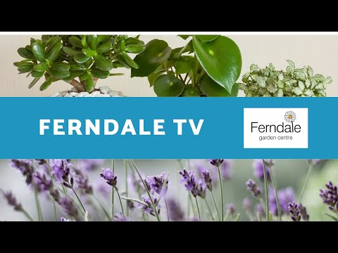 Ferndale TV March 2020 YouTube