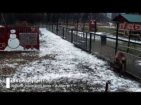 ReindeerCam Live Stream