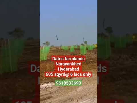 Farmlands plots Hyderabad #farmhouse #dates #farmer #farming #Narayankhed #agriculture #property