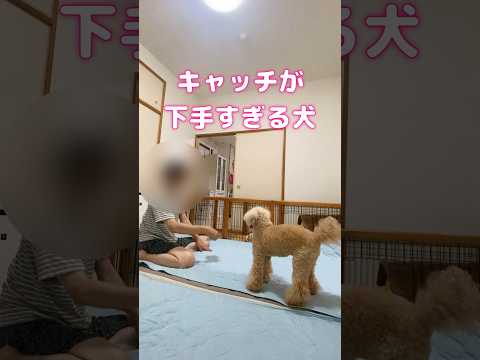 【キャッチが下手すぎる犬】運動神経良さそうとよく言われるけど🐶😂#脚長トイプー