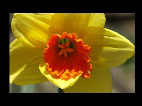 Spring Flowers in England