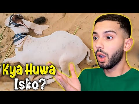 Bakre Ko Achanak Kia Hogaya? | Shaheer Khan Vlogs