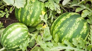 How to Grow Watermelons - Complete Growing Guide