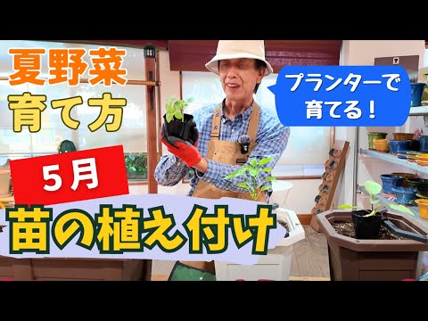 プランター夏野菜】竹ちゃんと野菜苗育ててみよう～