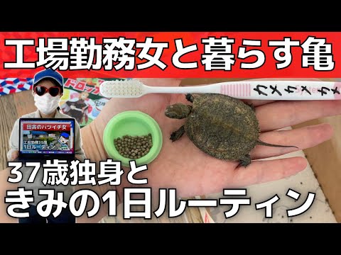 【ペットの1日】亀と一人暮らし工場勤務女37歳の日常【ニホンイシガメ】