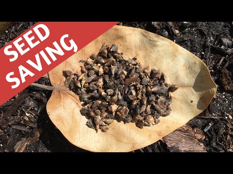 Saving Seeds to Grow New Zealand Spinach Next Year