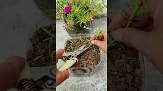 Plant portulaca flower in pot plastic bottle #shortvideo #garden #howtogrowportulaca #diy #nature