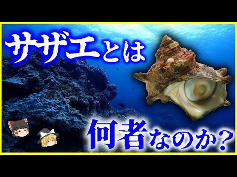 【ゆっくり解説】ずっと未確認生物だった⁉️「サザエ」とは何者なのか？を解説/昭和天皇がきっかけで判明した新事実とは