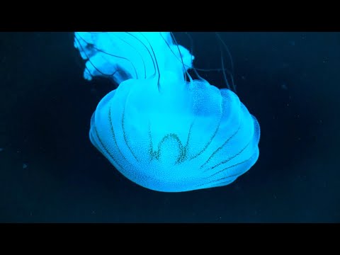 eyelove - jellyfish (official music video)