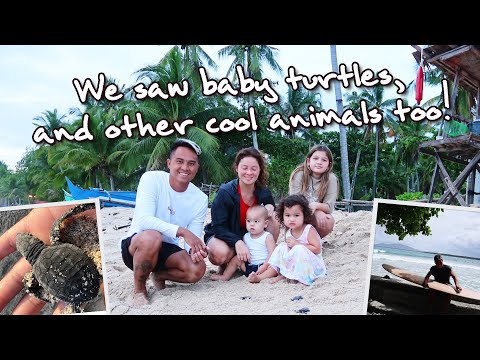 Surfing and baby turtles in Mati City!