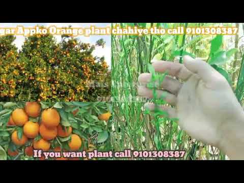 Grafting Tree - How to make root tree - tree  growing in Grafting Orange garden Wholesale Nursery