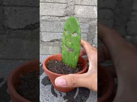 Devil face cactus pot