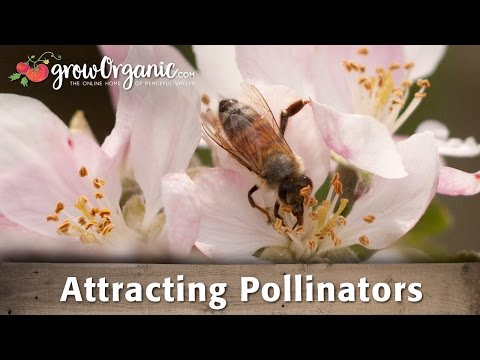 How to Attract Pollinators to Your Organic Garden