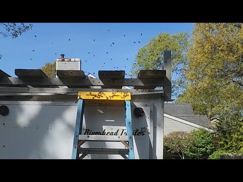 Honeybees returning to old temporary hive site