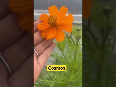 Are you growing cosmos ? #cosmos