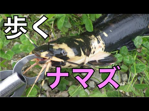 歩くナマズ『ウォーキングキャットフィッシュ』/ Walking-catfish walking!