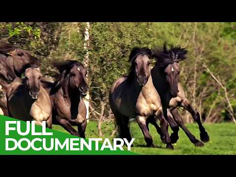 The Wild Baltic Coast | Free Documentary Nature