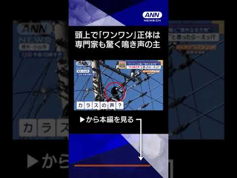 【ニュース】「ワンワン」犬の鳴き声と思ったら…そこにいたのは？撮影者も驚愕　#shorts