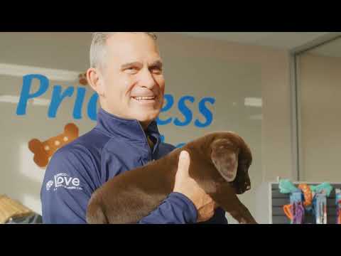 Meet Yogi, Our Chief Dog Officer | Petco