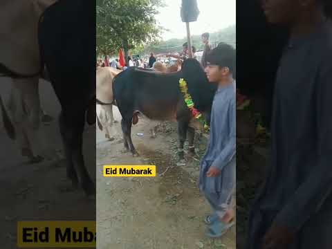 Eid bakra qurbani bull cow #eid #qurbanistatus #eidmubarak #bakra #eidrecipe #cow