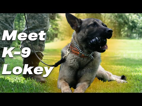 Meet Our New Pup | K-9 Training Day