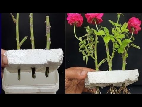 How to grow rose plant at home without soil from cutting |zk green #growplant #zkgreen #viral