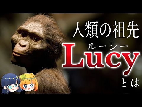 人類は祖先も毛がなかった！？進化の常識を覆す最古の人類「ルーシー」とはなにものなのか？【ゆっくり解説】