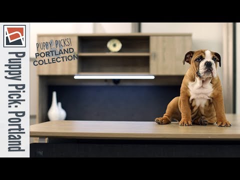 The Portland Collection | NBF Puppy Picks