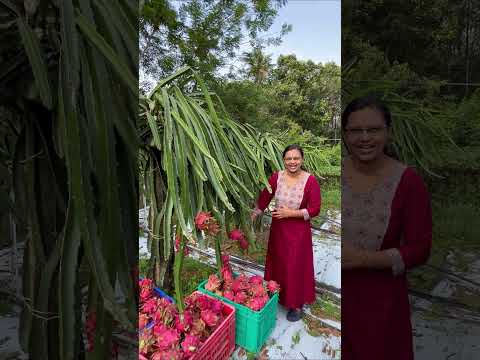 ഡ്രാഗൺ ഫ്രൂട്ട് വിളവെടുപ്പ് സീസൺ | Harvesting  period for dragon fruit is April −October in Kerala