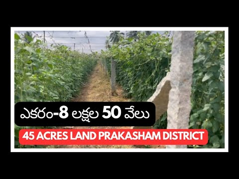 45 Acres land sale || Prakasham district