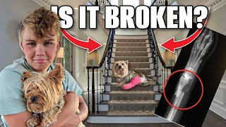 Our DOG Fell Down the STAiRS! Is it Broken?