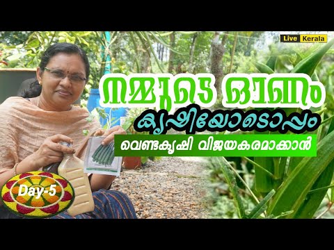 വെണ്ടകൃഷി അറിയേണ്ടതെല്ലാം/Venda Krishi Tips in Malayalam/Ladies finger Cultivation Tips