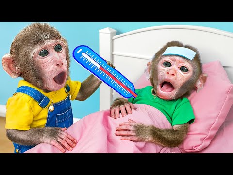 KiKi Monkey want to be Good Brother and Take Care of Sick Baby | KUDO ANIMAL KIKI