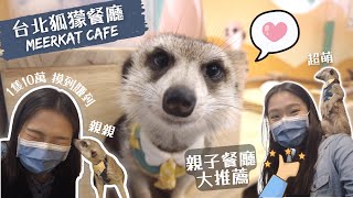 Only $10 USD for Food & Play with Meerkat 😻 The Fur is so soft💕Meerkat Café in Taipei ft. AU Student