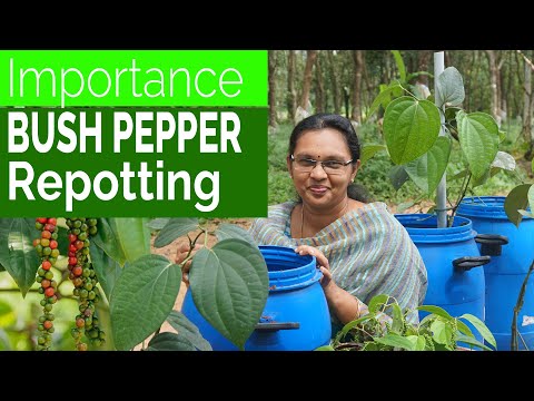 Bush Pepper Repotting / Bush Pepper Cultivation