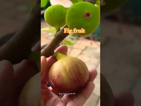 #figfruit #figtree#youtubeshorts #shortsviral#fruittree#shortvideo #share #subscribe #shorts #views