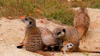 Cute And Funny Meerkats Pets Compilation l WWA #meerkat