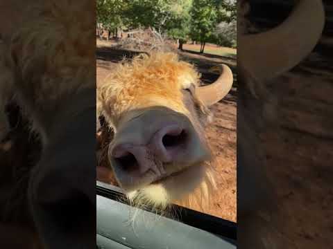 Cow Poses on Car Window Before Asking for Food