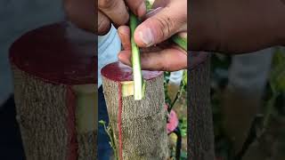 Plant grafting  #grafting #graftingtechnique #graftingplants