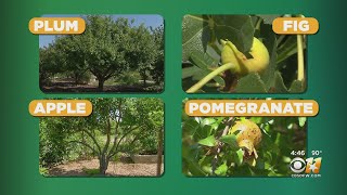 Gardening 101: Growing Fruit Trees In The Texas Heat