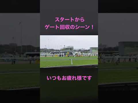 競馬！スタートからゲートを回収まで！　いつもお疲れ様です！　#shorts