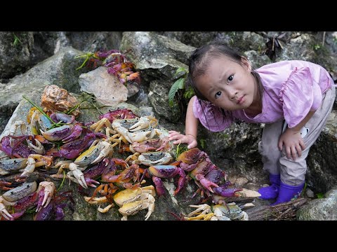 Teach children Survival Skills: Search for food when lost, How to catch Crabs and Cook | Hoang Huong